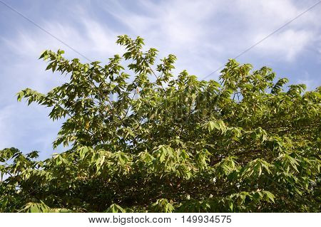 fresh green Muntingia calabura tree in nature garden