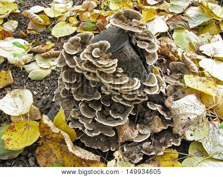 Wood mushrooms on a tree stump. Tree fungus. Autumn.