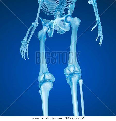 Human skeleton: Knee joint . Medically accurate 3D illustration