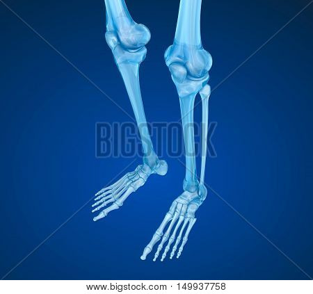 Human skeleton: Knee joint . Medically accurate 3D illustration