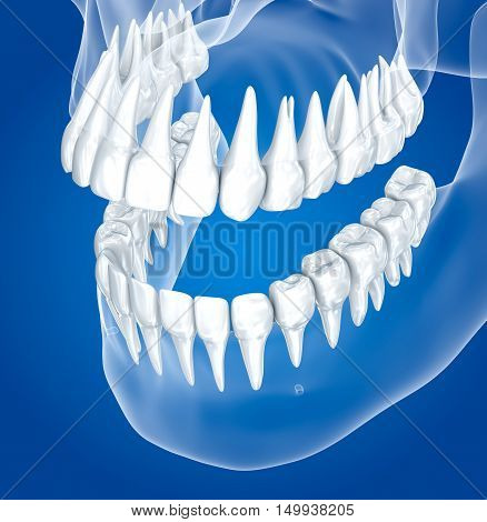 Transparent scull and teeth xray view . 3D illustration 
