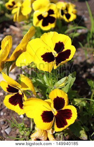 Closeup view of yellow Pansy flower (Viola Wittrockiana)
