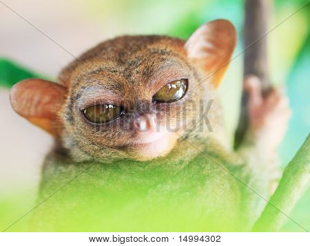 Phillipine Tarsier