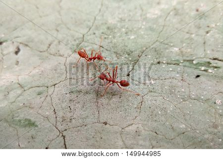 closeup shot of two red ants communicating on cracked and stained concrete floor