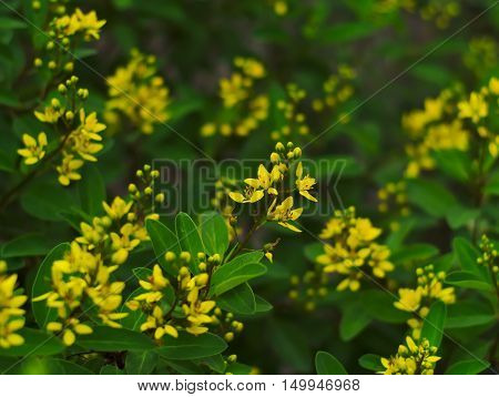 Golden Thryallis Gold Shower Shower of Gold Rain of Gold Galphimia glauca or Thryallis glauca