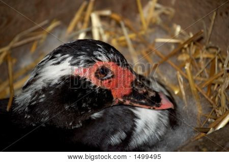 Pato