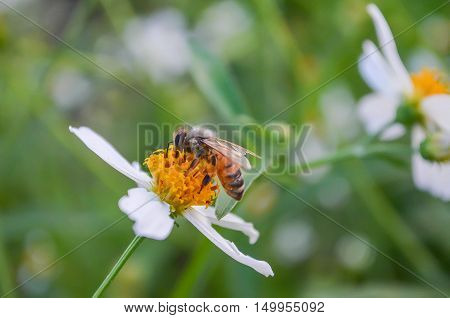 evening orange sunset Meadow outdoors flower white green