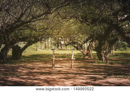 Wooden bench in the Peach Orchard. Landscape Doi Ang Khang, Thailand.