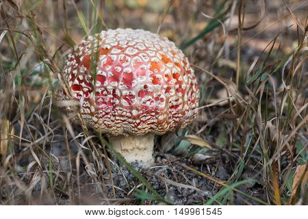 Mushrooms in the forest. Autumn walk. Background