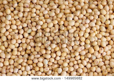 many Soybean background  in the big  garden