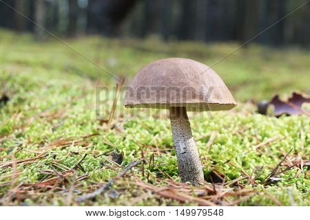 The brown-cap mushroom grow in the green moss wood leccinum growing in the sun rays close-up photo