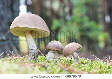 The brown-cap mushrooms grow in the green moss wood leccinums growing in the sun rays close-up photo