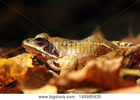 close up of Rana dalmatina on autumn forest ground ( agile frog )