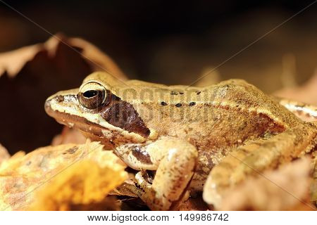 closeup of agile frog ( Rana dalmatina ) autumn image with faded leaves