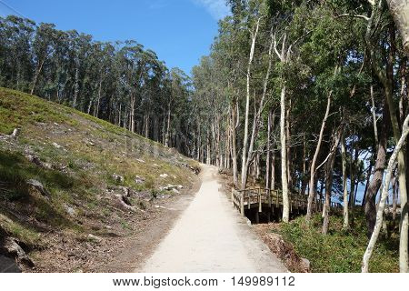 Cies Islands woods in Vigo, Spain, Europe