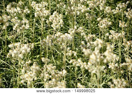 A partially blurred flower meadow with Anaphalis.