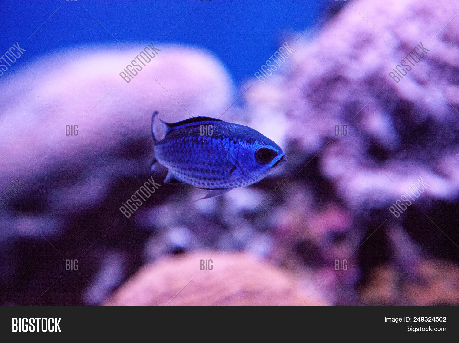 Blue Reef Chromis Image & Photo (Free Trial) Bigstock