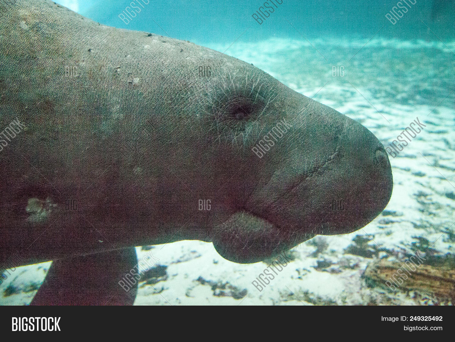 Florida Manatee Called Image & Photo (Free Trial) | Bigstock