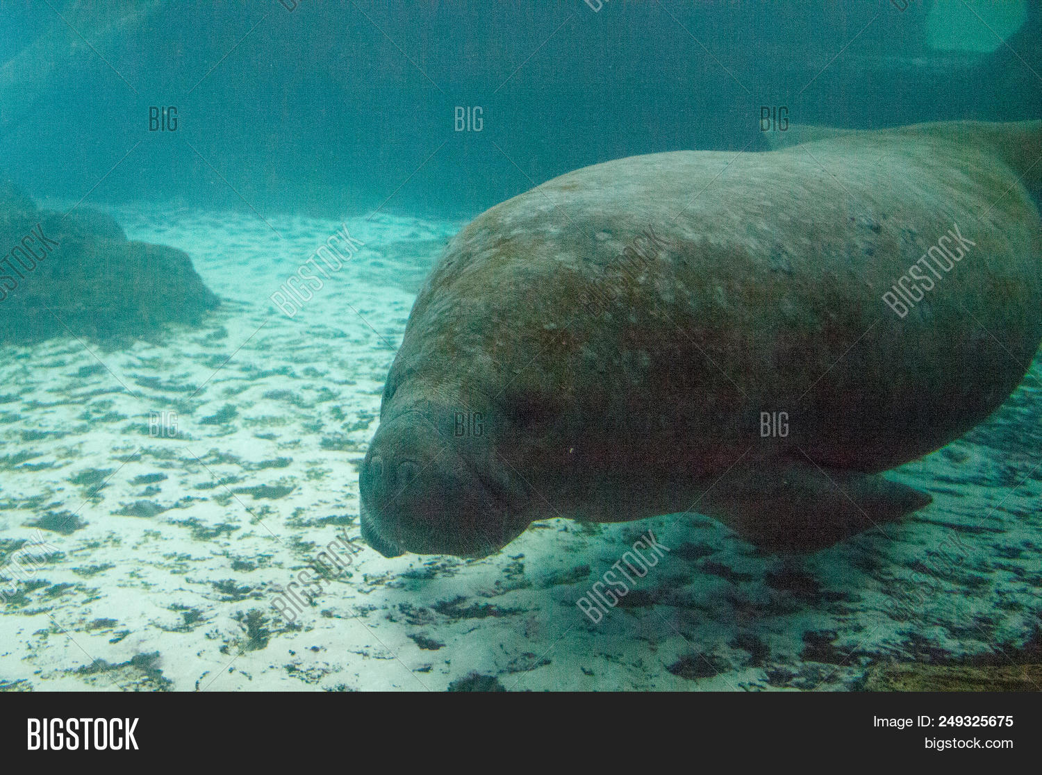 Florida Manatee Called Image & Photo (Free Trial) | Bigstock