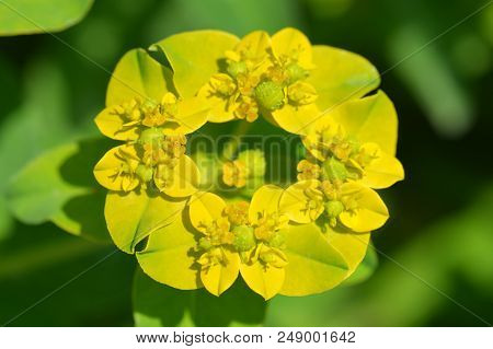 Cushion Spurge Yellow Flower - Latin Name - Euphorbia Epithymoides