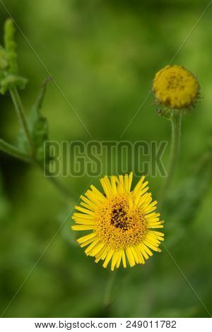 Small Fleabane Yellow Flower - Latin Name - Pulicaria Vulgaris
