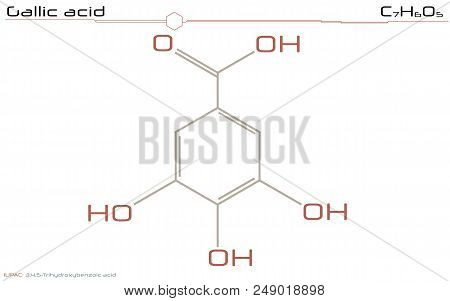 Large And Detailed Infographic Of The Molecule Of Gallic Acid.