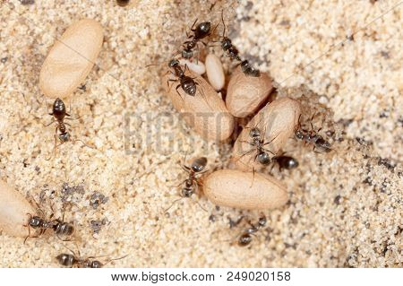 Ants And Formic Eggs In Nature. Macro