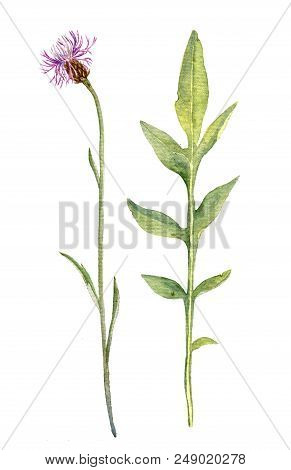 Watercolor Drawing Flower Of Knapweed, Painted Botanical Illustration, Hand Drawn Floral Illustratio