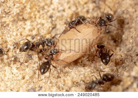 Ants And Formic Eggs In Nature. Macro