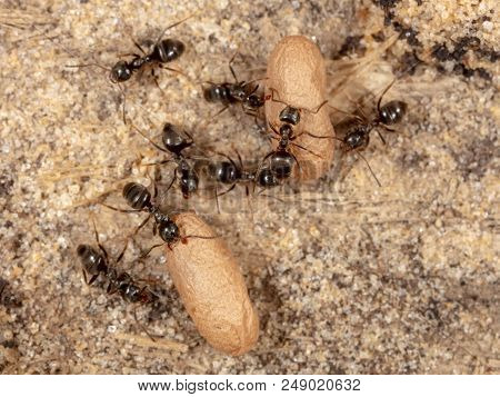 Ants And Formic Eggs In Nature. Macro