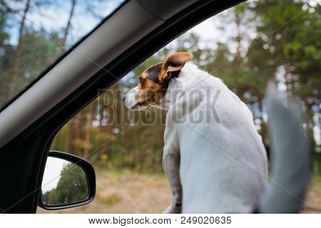 Small Dog Breed Jack Russell Terrier Looks Out Of The Car Window. Auto Travel On A Sunny Summer Day.
