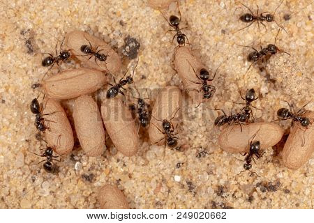 Ants And Formic Eggs In Nature. Macro