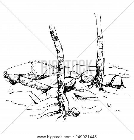 Vector Sketch Of Tree Trunks And Rocks, Hand Drawn Illustration