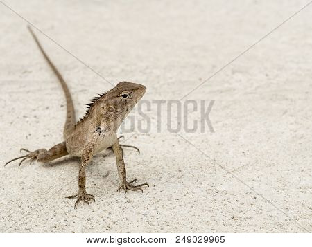 The Lizard Make Faces Doubt On The Cement Floor