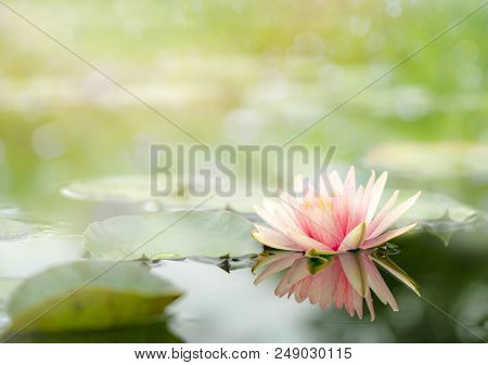 A Beautiful Lotus Flower In The Pond