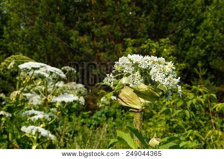 Heracleum Sosnowskyi Cow Parsnip Blooms In Summer In A Meadow