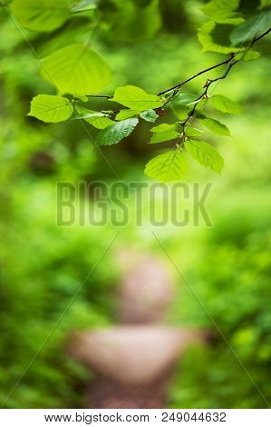 Footpath In The Foliar Forest, Nature Background With Copy Space