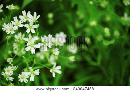 Flowering Tender Forest Flowers In The Soft Morning Light, Nature Background
