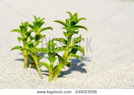 Sea Sandwort In The Sand On The Baltic Seashore, Selective Focus