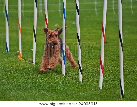 Airedale Terrier Dog Running Through Obsticle Course Show