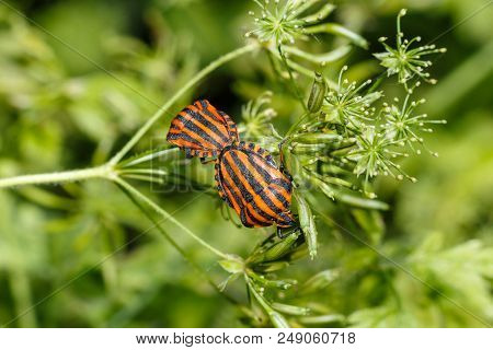 Photo Of An Insect Close-up. Macro Photo Of A Shield Bug In The Forest. The Beetle Sits On A Leaf Am