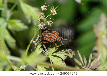 Photo Of An Insect Close-up. Macro Photo Of A Shield Bug In The Forest. The Beetle Sits On A Leaf Am