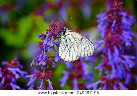Insect By Flap And Garden Often Are A Vermin Of The Agriculture