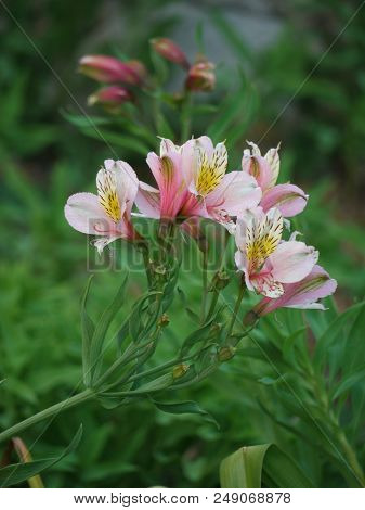 A Green Branch With Delicate Rose-white Petals Of Alstromerium Against The Background Of Green Shrub
