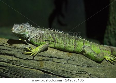 Green Iguana On Branch, Wild Nature Wallpaper