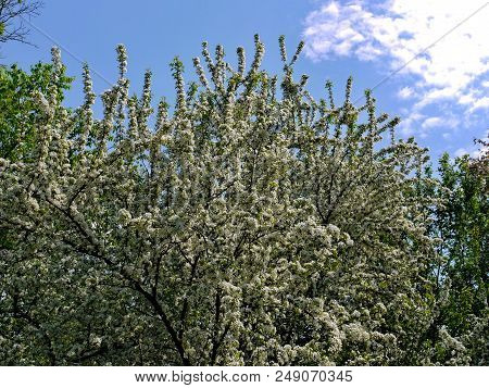 Branched Tree Densely Flaccid With White Flowers On The Background Of Blue Sky