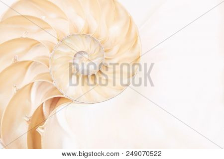 Chambered Nautilus Shell 