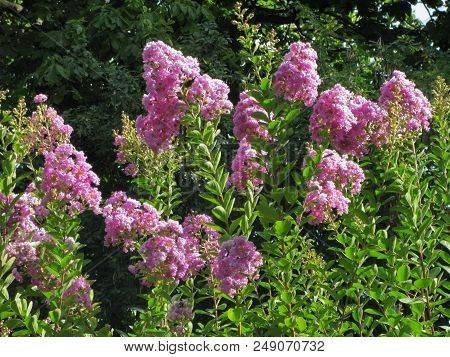 Large Fluffy Clusters Of Pink Flowers On A High Stalk Illuminated By The Sun In The Park