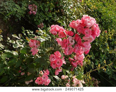 A Branch Of Densely Affixed Small Flowers Of A Rose Pastel Shade On The Peak Of Its Flowering