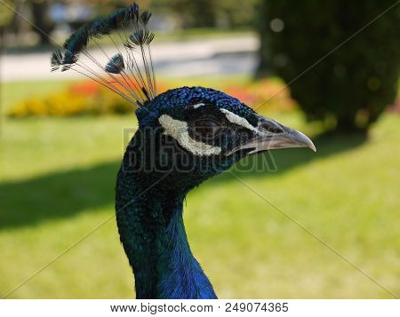 Beautiful Blue Peacock With Bangs On His Head Looks Great Eyes In The Eye
